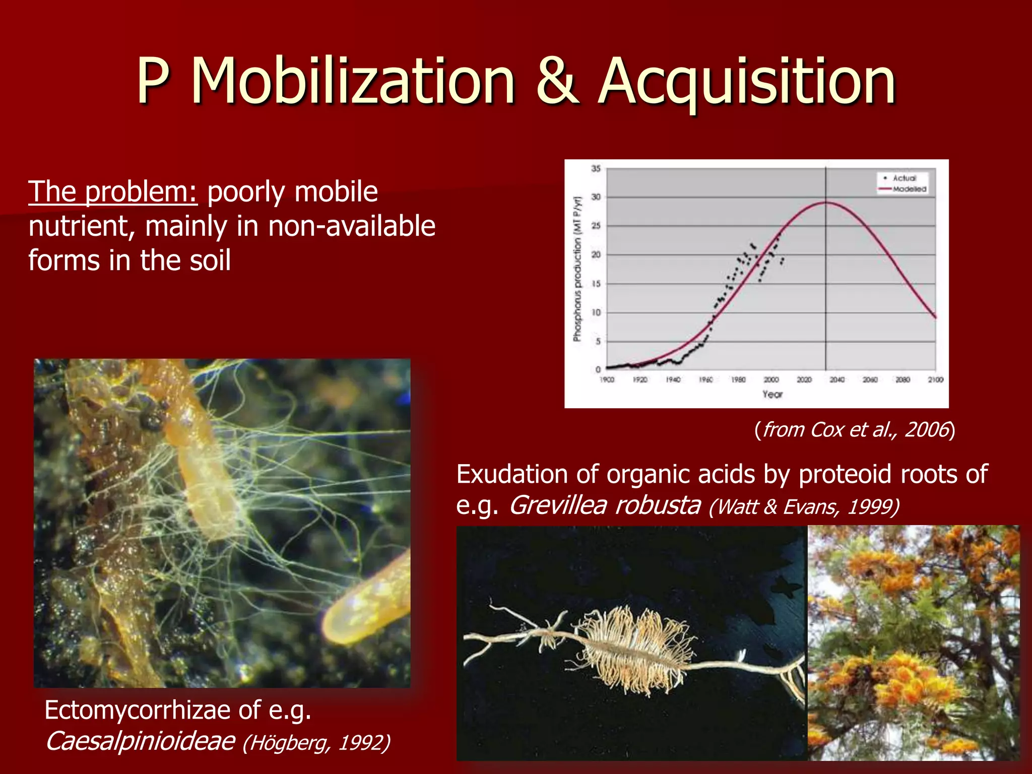 P Mobilization & Acquisition
The problem: poorly mobile
nutrient, mainly in non-available
forms in the soil
(from Cox et al., 2006)
Exudation of organic acids by proteoid roots of
e.g. Grevillea robusta (Watt & Evans, 1999)
Ectomycorrhizae of e.g.
Caesalpinioideae (Högberg, 1992)
 