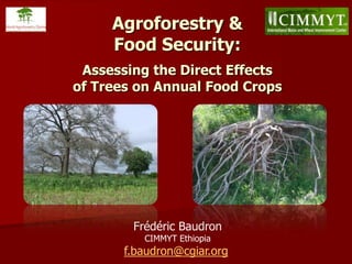 Frédéric Baudron
CIMMYT Ethiopia
f.baudron@cgiar.org
Agroforestry &
Food Security:
Assessing the Direct Effects
of Trees on Annual Food Crops
 