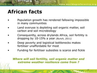 Evergreen Agriculture: feeding Africa's poorest, sustainably