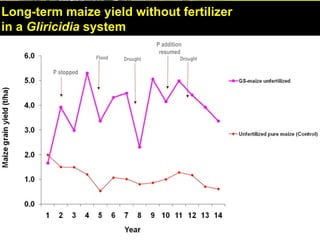 Evergreen Agriculture: feeding Africa's poorest, sustainably