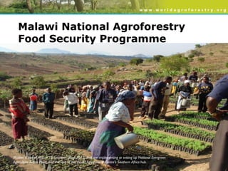 Evergreen Agriculture: feeding Africa's poorest, sustainably
