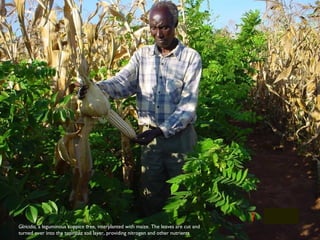 Evergreen Agriculture: feeding Africa's poorest, sustainably