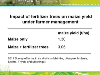 Evergreen Agriculture: feeding Africa's poorest, sustainably