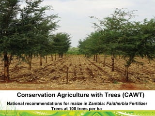 Evergreen Agriculture: feeding Africa's poorest, sustainably