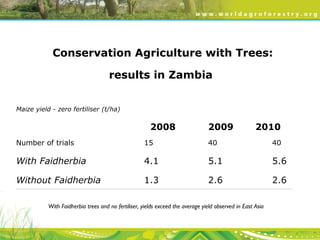 Evergreen Agriculture: feeding Africa's poorest, sustainably
