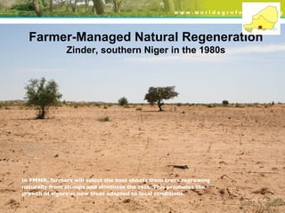 Evergreen Agriculture: feeding Africa's poorest, sustainably