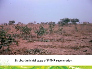 Evergreen Agriculture: feeding Africa's poorest, sustainably