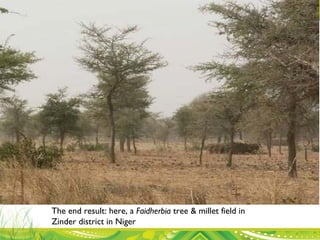 Evergreen Agriculture: feeding Africa's poorest, sustainably