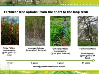 Evergreen Agriculture: feeding Africa's poorest, sustainably