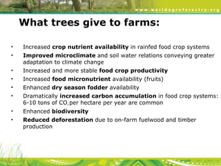 Evergreen Agriculture: feeding Africa's poorest, sustainably