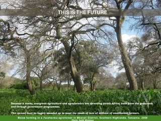 Evergreen Agriculture: feeding Africa's poorest, sustainably