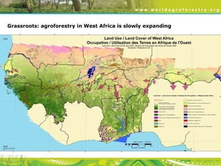 Evergreen Agriculture: feeding Africa's poorest, sustainably