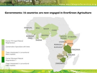 Evergreen Agriculture: feeding Africa's poorest, sustainably