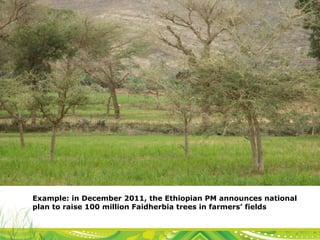 Evergreen Agriculture: feeding Africa's poorest, sustainably