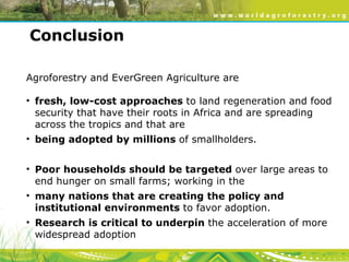 Evergreen Agriculture: feeding Africa's poorest, sustainably