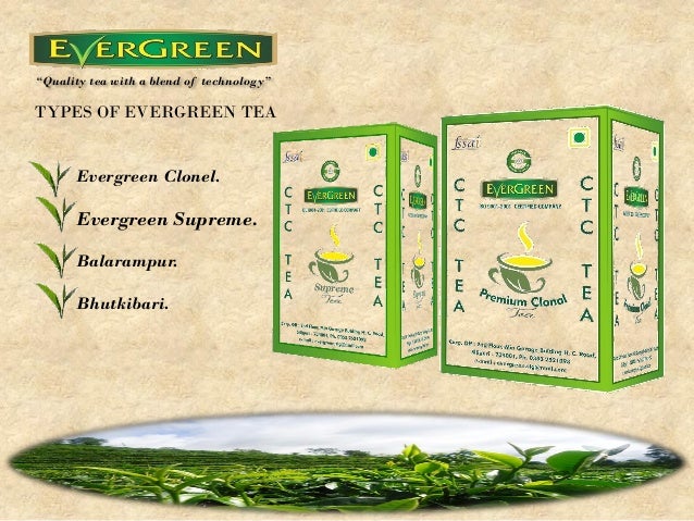 Evergreen tea