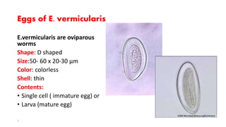 Eggs of E. vermicularis
E.vermicularis are oviparous
worms
Shape: D shaped
Size:50- 60 x 20-30 µm
Color: colorless
Shell: thin
Contents:
• Single cell ( immature egg) or
• Larva (mature egg)
7
 