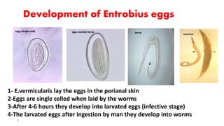 Development of Entrobius eggs
8
1- E.vermicularis lay the eggs in the perianal skin
2-Eggs are single celled when laid by the worms
3-After 4-6 hours they develop into larvated eggs (infective stage)
4-The larvated eggs after ingestion by man they develop into worms
 
