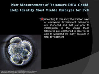 According to this study the first two days of embryonic development, telomeres are shortened and that just prior to implantation in the uterus these telomeres are lengthened in order to be able to withstand the many divisions in fetal development http://www.queciencia.com/2008/03/23/embriones-hibridos-diputados-catolicos-podran-votar-segun-su-conciencia/ 