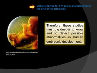 http://www.todoesterilidad.com/causasesterilidad10.html Therefore, these studies must dig deeper to know and to detect possible abnormalities in human embryonic development . Viable embryos for FIV due to characteristics in the DNA of the telomeros. 