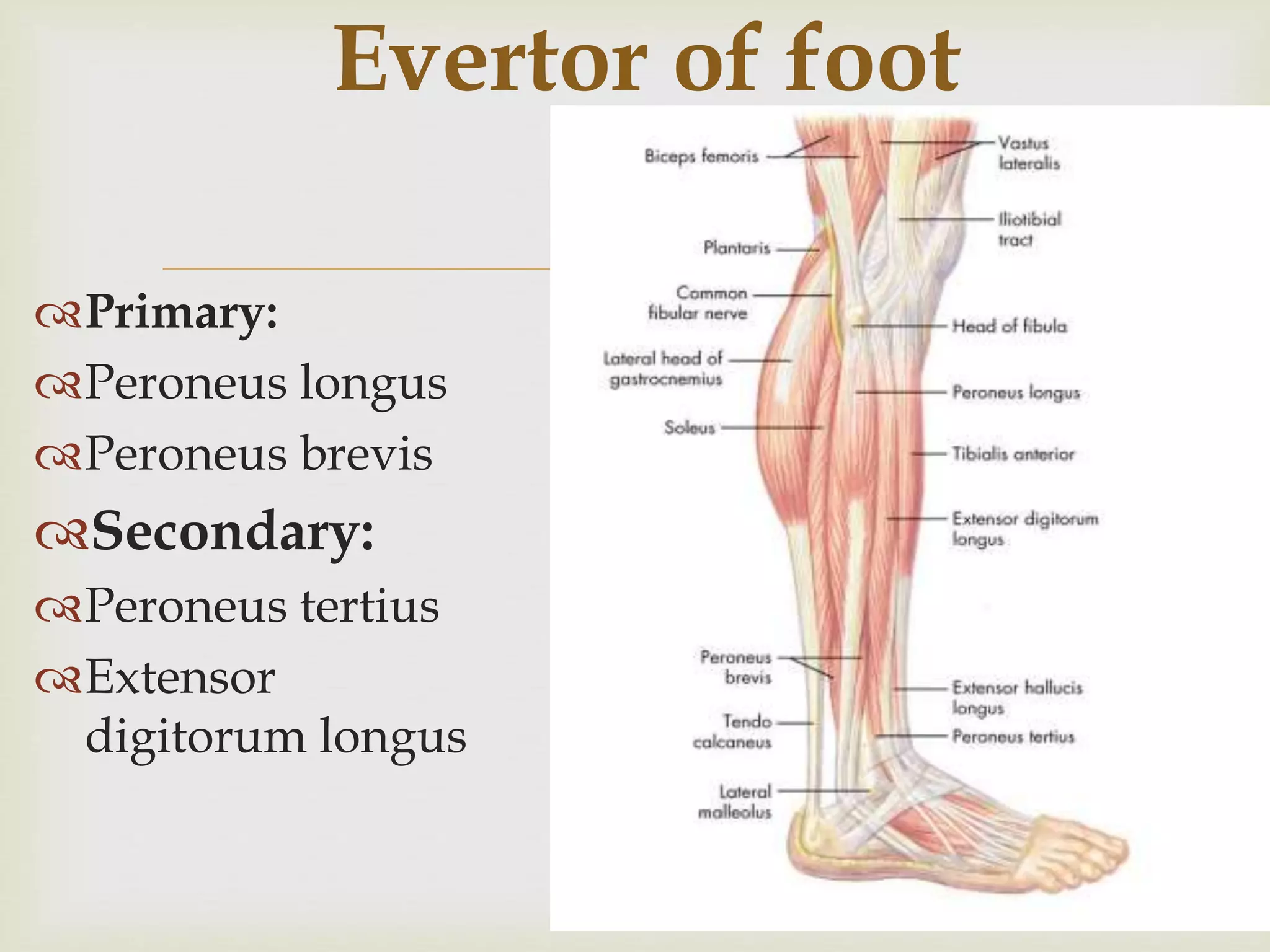 Evertor and invertor of foot | PPTX
