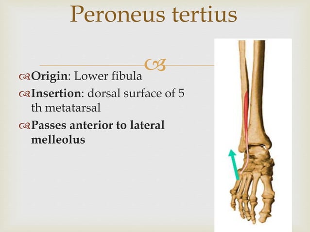 Evertor and invertor of foot | PPTX | Death, Injury, or Military ...