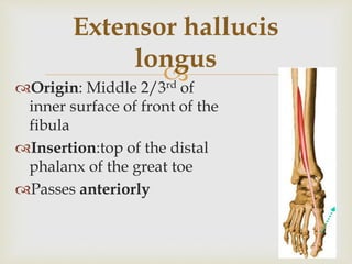 Evertor and invertor of foot | PPTX