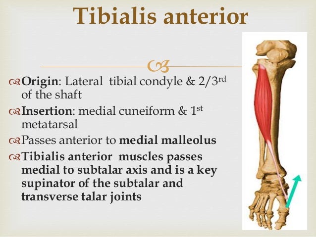 Evertor and invertor of foot