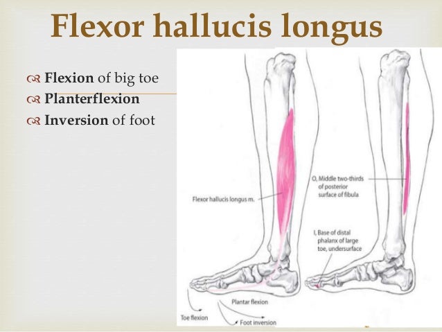 Evertor and invertor of foot