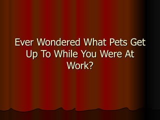 Ever Wondered What Pets Get Up To While You Were At Work? 