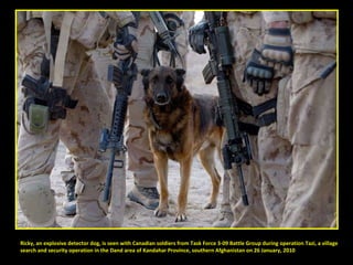 Ricky, an explosive detector dog, is seen with Canadian soldiers from Task Force 3-09 Battle Group during operation Tazi, a village  search and security operation in the Dand area of Kandahar Province, southern Afghanistan on 26 January, 2010 