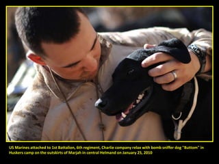 US Marines attached to 1st Battalion, 6th regiment, Charlie company relax with bomb sniffer dog "Buttom" in  Huskers camp on the outskirts of Marjah in central Helmand on January 25, 2010 