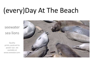 (every)Day At The Beach seewater sea lions Quality prints, postcard to poster size  are available at www.seewater.com. 