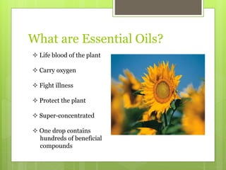 What are Essential Oils?
 Life blood of the plant
 Carry oxygen
 Fight illness
 Protect the plant
 Super-concentrated
 One drop contains
hundreds of beneficial
compounds
 