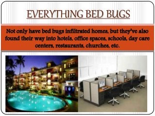 Not only have bed bugs infiltrated homes, but they’ve also
found their way into hotels, office spaces, schools, day care
centers, restaurants, churches, etc.
EVERYTHING BED BUGS
 