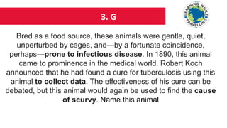 3. G
Bred as a food source, these animals were gentle, quiet,
unperturbed by cages, and—by a fortunate coincidence,
perhaps—prone to infectious disease. In 1890, this animal
came to prominence in the medical world. Robert Koch
announced that he had found a cure for tuberculosis using this
animal to collect data. The effectiveness of his cure can be
debated, but this animal would again be used to find the cause
of scurvy. Name this animal
 