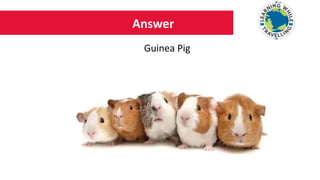 Answer
Guinea Pig
 