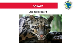 Answer
Clouded Leopard
 