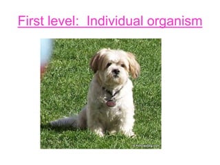 First level: Individual organism
 