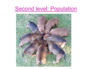 Second level: Population
 