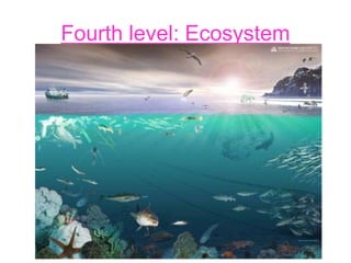Fourth level: Ecosystem
 