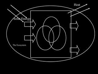 The Ecosystem
Heat
Solar Energy
 
