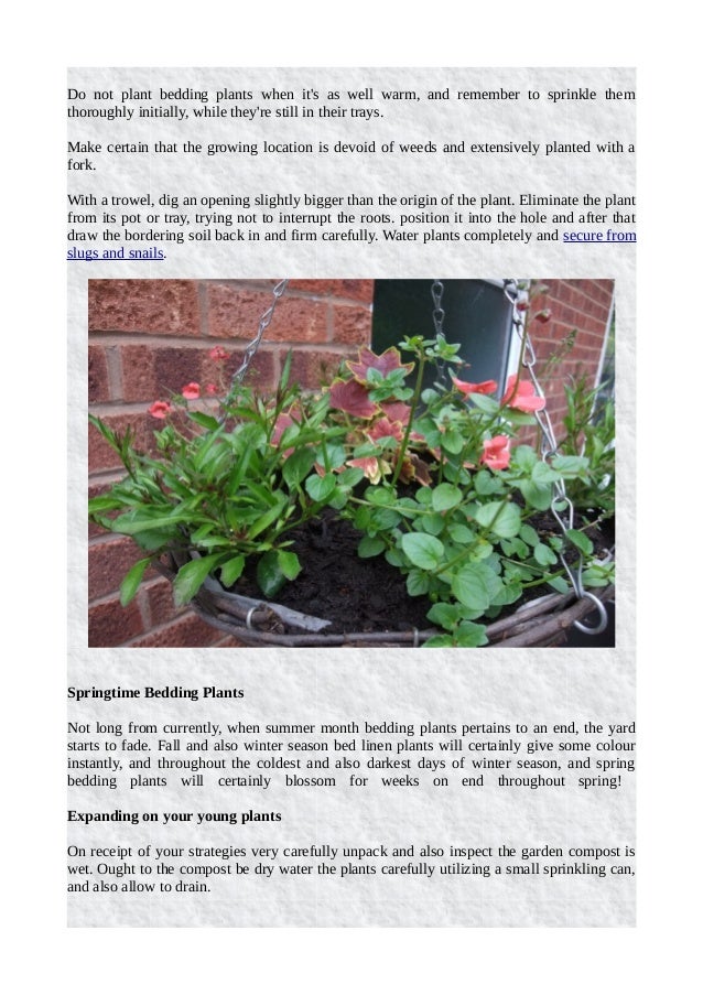 Everything You Should Know About Bedding Plants
