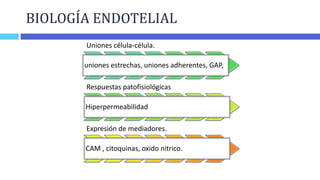 BIOLOGÍA ENDOTELIAL
Uniones célula-célula.
uniones estrechas, uniones adherentes, GAP,
Respuestas patofisiológicas
Hiperpe...