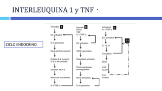 INTERLEUQUINA 1 y TNF
IL-1β y
TNF
MPC-1 GM-CSF
REGULAN ASPECTOS DE
LA RESPUESTA
INFLAMATORIA
 