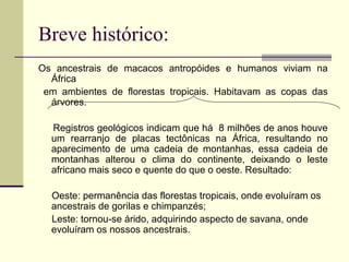 Breve histórico: 
Os ancestrais de macacos antropóides e humanos viviam na 
África 
em ambientes de florestas tropicais. Habitavam as copas das 
árvores. 
Registros geológicos indicam que há 8 milhões de anos houve 
um rearranjo de placas tectônicas na África, resultando no 
aparecimento de uma cadeia de montanhas, essa cadeia de 
montanhas alterou o clima do continente, deixando o leste 
africano mais seco e quente do que o oeste. Resultado: 
Oeste: permanência das florestas tropicais, onde evoluíram os 
ancestrais de gorilas e chimpanzés; 
Leste: tornou-se árido, adquirindo aspecto de savana, onde 
evoluíram os nossos ancestrais. 
 