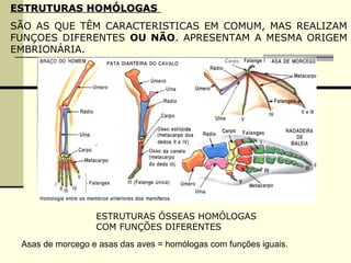 ESTRUTURAS HHOOMMÓÓLLOOGGAASS 
SÃO AS QUE TÊM CARACTERISTICAS EM COMUM, MAS REALIZAM 
FUNÇOES DIFERENTES OU NÃO. APRESENTAM A MESMA ORIGEM 
EMBRIONÁRIA. 
ESTRUTURAS ÓSSEAS HOMÓLOGAS 
COM FUNÇÕES DIFERENTES 
Asas de morcego e asas das aves = homólogas com funções iguais. 
 