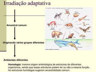 Irradiação adaptativa 
Ancestral comum 
Originando vários grupos diferentes 
Ambientes diferentes 
Homologia: mesma origem embriológica de estruturas de diferentes 
organismos, sendo que essas estruturas podem ter ou não a mesma função. 
As estruturas homólogas sugerem ancestralidade comum. 
 