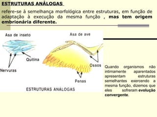 EESSTTRRUUTTUURRAASS AANNÁÁLLOOGGAASS 
refere-se à semelhança morfológica entre estruturas, em função de 
adaptação à execução da mesma função , mas tem origem 
embrionária diferente. 
Quando organismos não 
intimamente aparentados 
apresentam estruturas 
semelhantes exercendo a 
mesma função, dizemos que 
eles sofreram evolução 
convergente. 
 