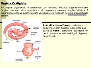 ÓÓrrggããooss VVeessttiiggiiaaiiss 
Em alguns organismos, encontram-se com tamanho reduzido e geralmente sem 
função, mas em outros organismos são maiores e exercem função definitiva. A 
importância evolutiva desses órgãos vestiginais é a indicação de uma ancestralidade 
comum. 
Apêndice vermiforme , estrutura 
pequena e sem função específica que 
parte do ceco ( estrutura localizada no 
ponto onde o intestino delgado liga-se 
ao grosso). 
 